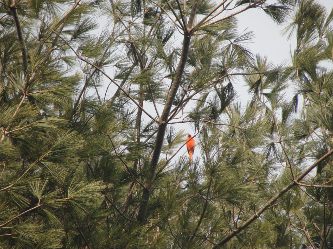 Cardinal at our new home
