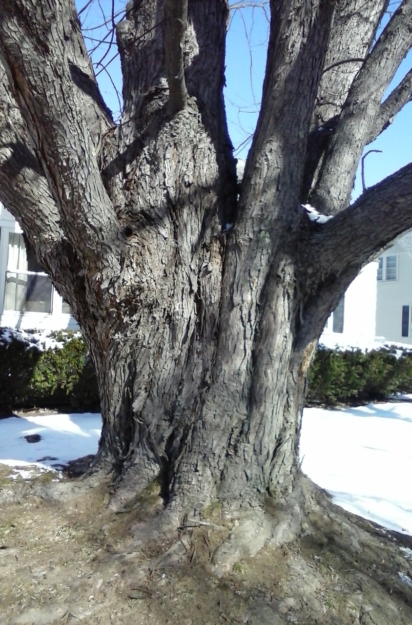 Old Grandmother Tree