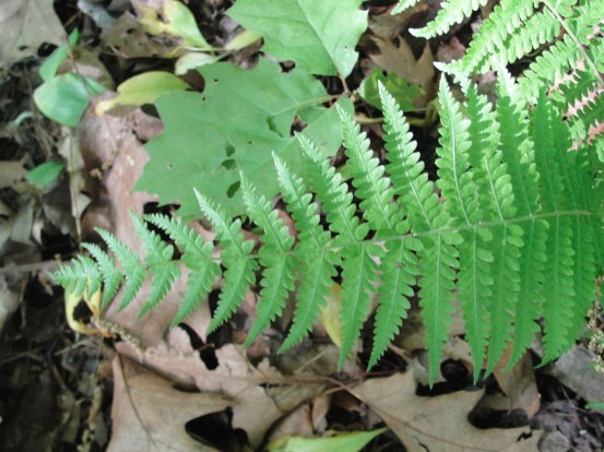 Fern Three