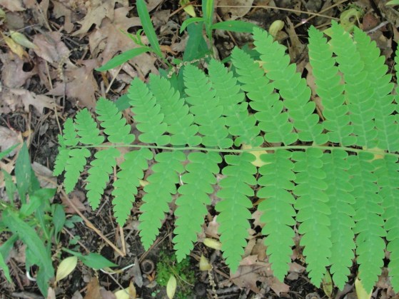 Fern Two
