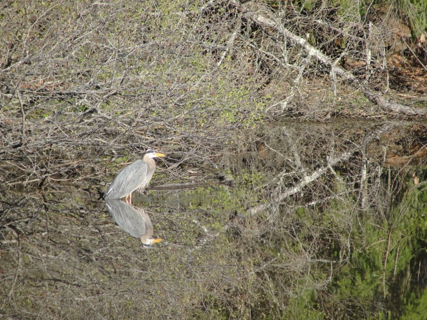 Heron
