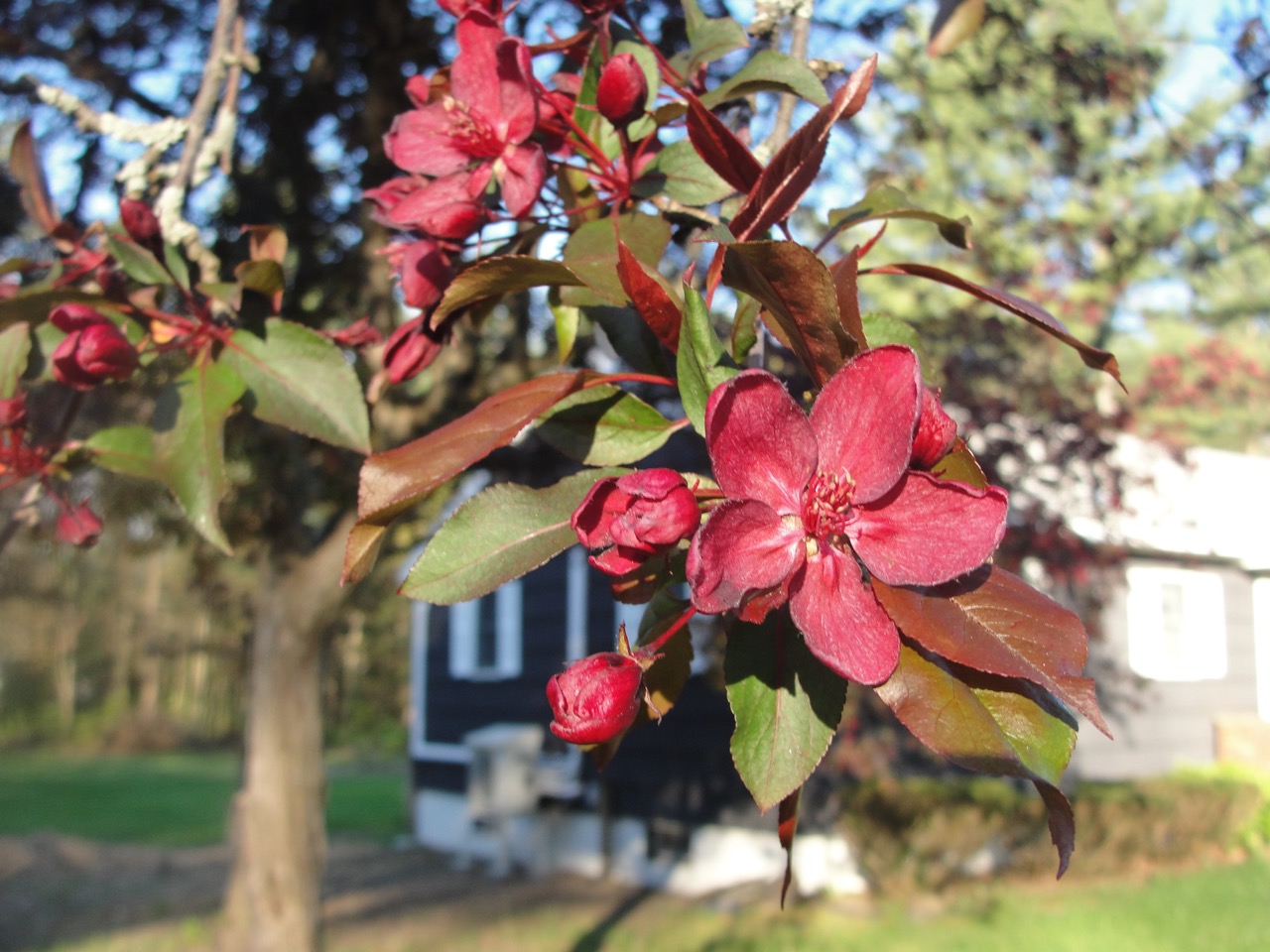 Red flowers