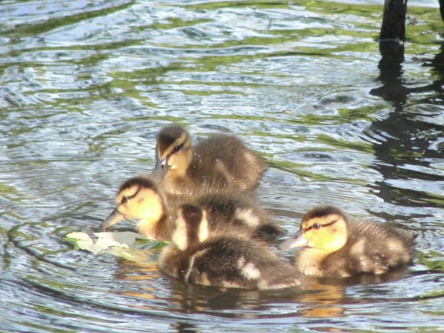 Ducklings at the pond