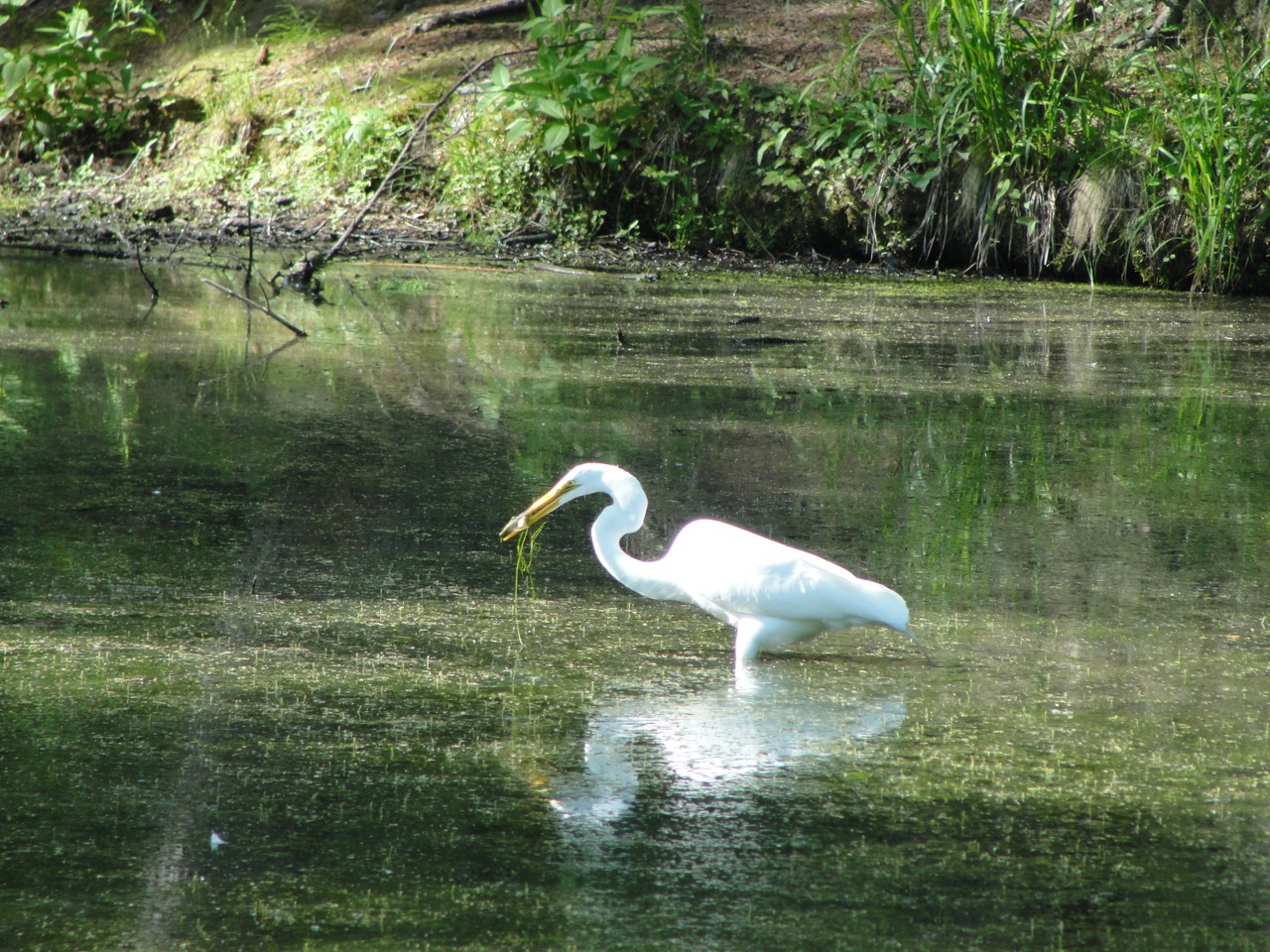 Egret