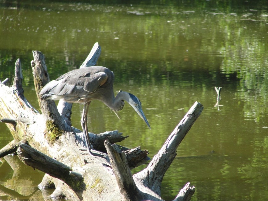 Heron Hunting