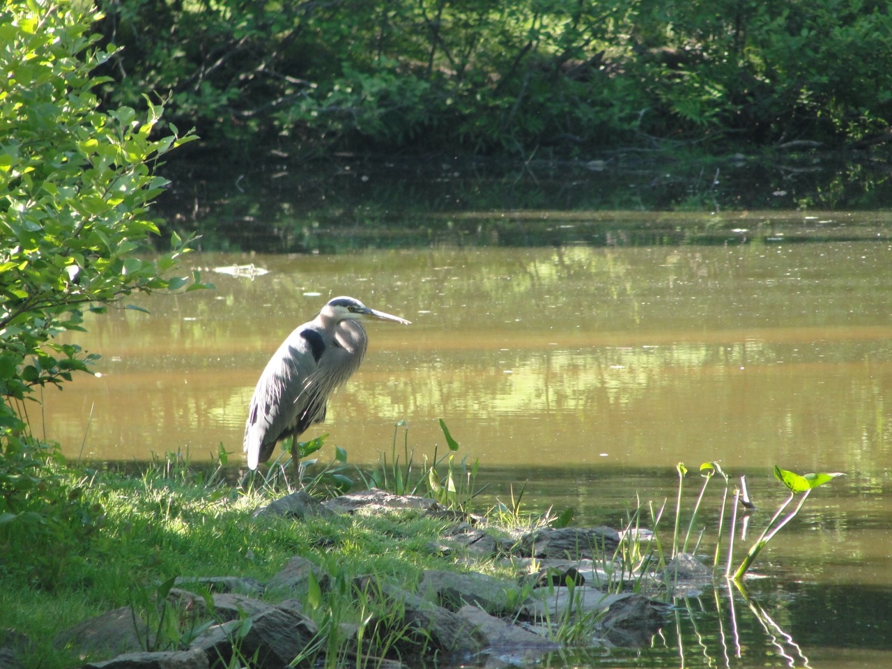 Heron on Island