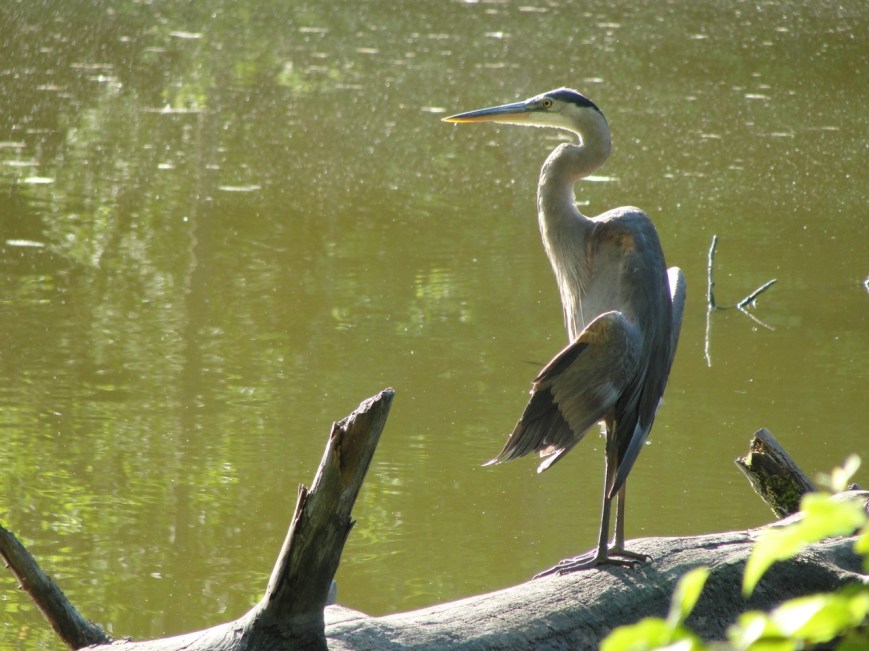 Heron resting wings