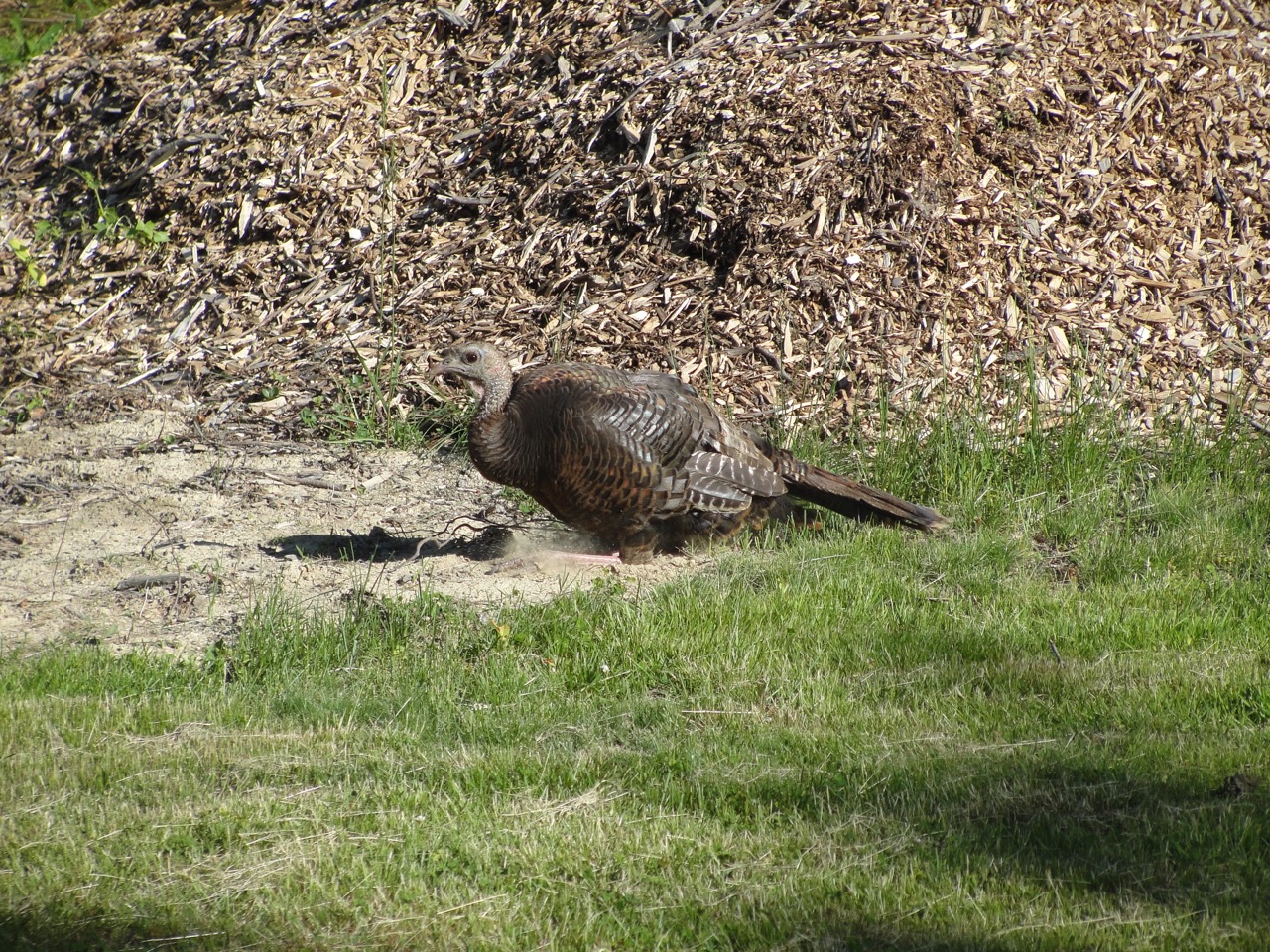 Turkey in Yard MD