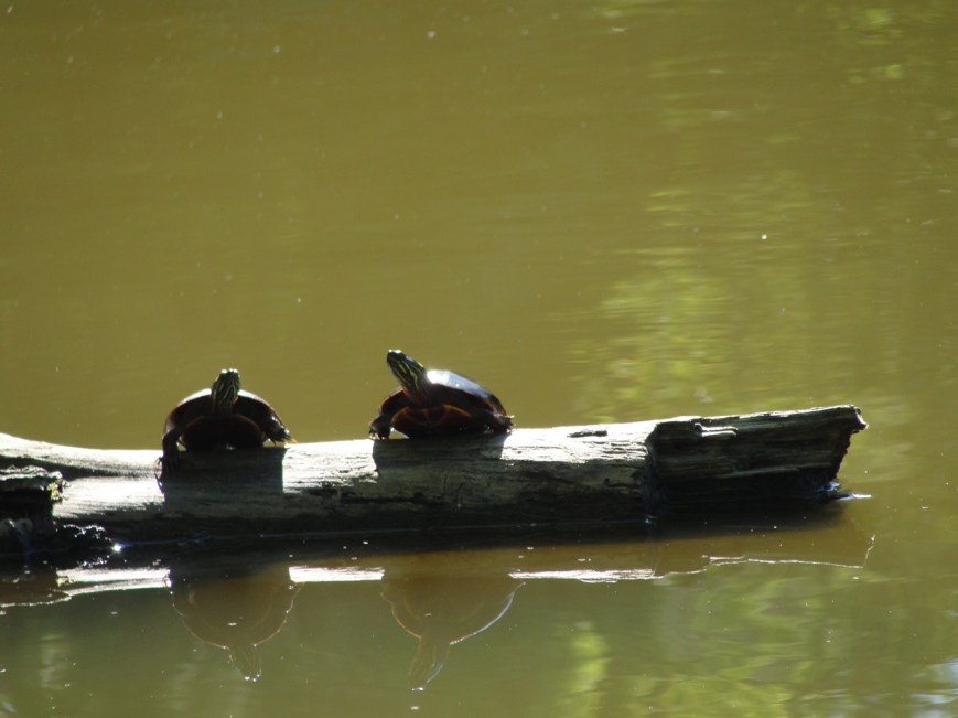 Turtle Buddies