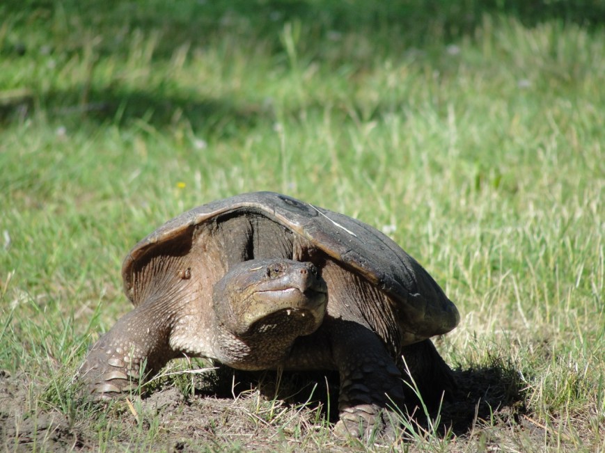 Turtle on Grass