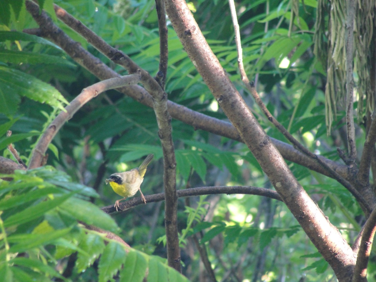 Common Yellowthroat