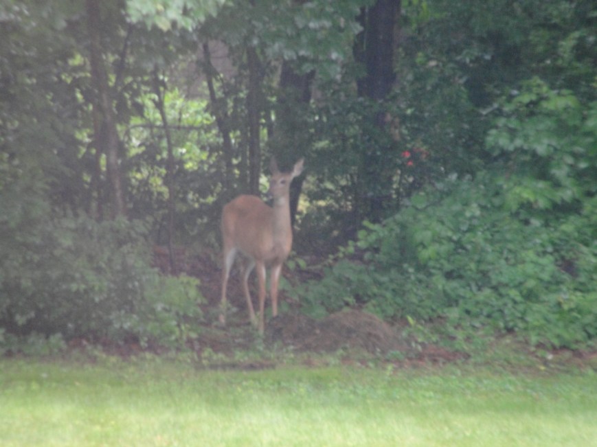 Deer in our yard