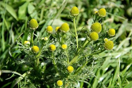wild-chamomile