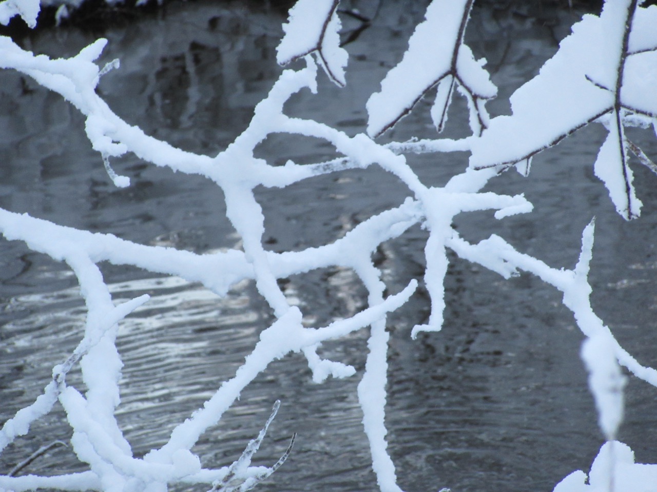 Snow on branches