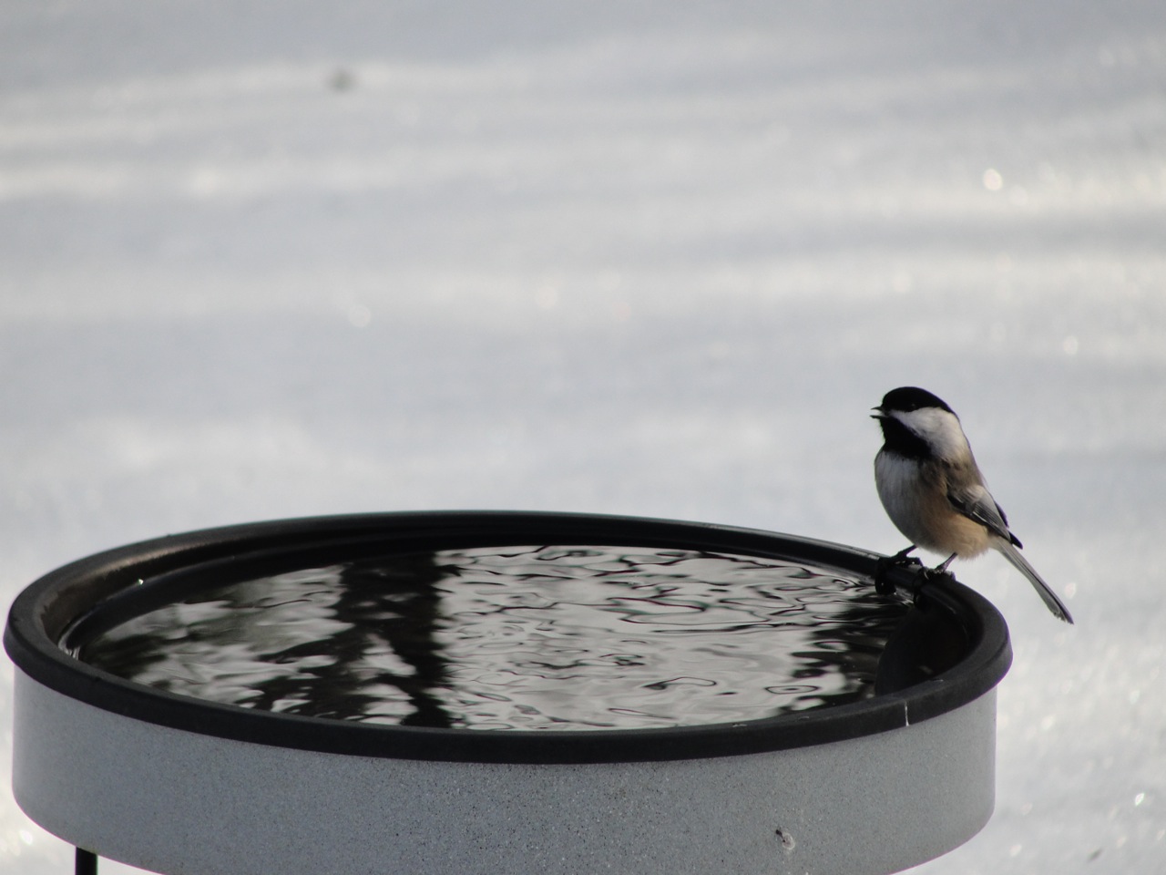 chickadee-bird-bath-mj-dsc00898