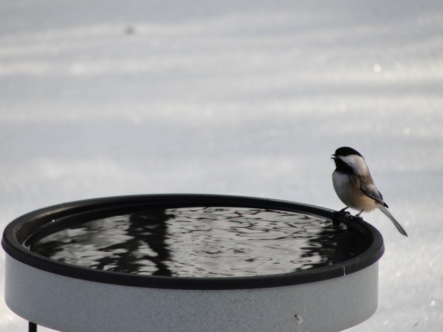 chickadee-bird-bath-mj-dsc00898