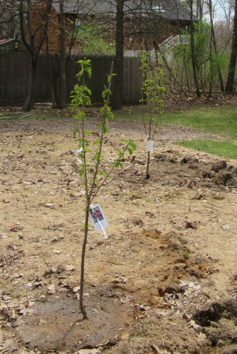 Cherry Trees in the Ground