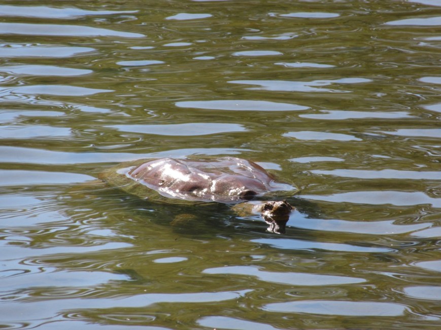 Snapping Turtle at Evergreen