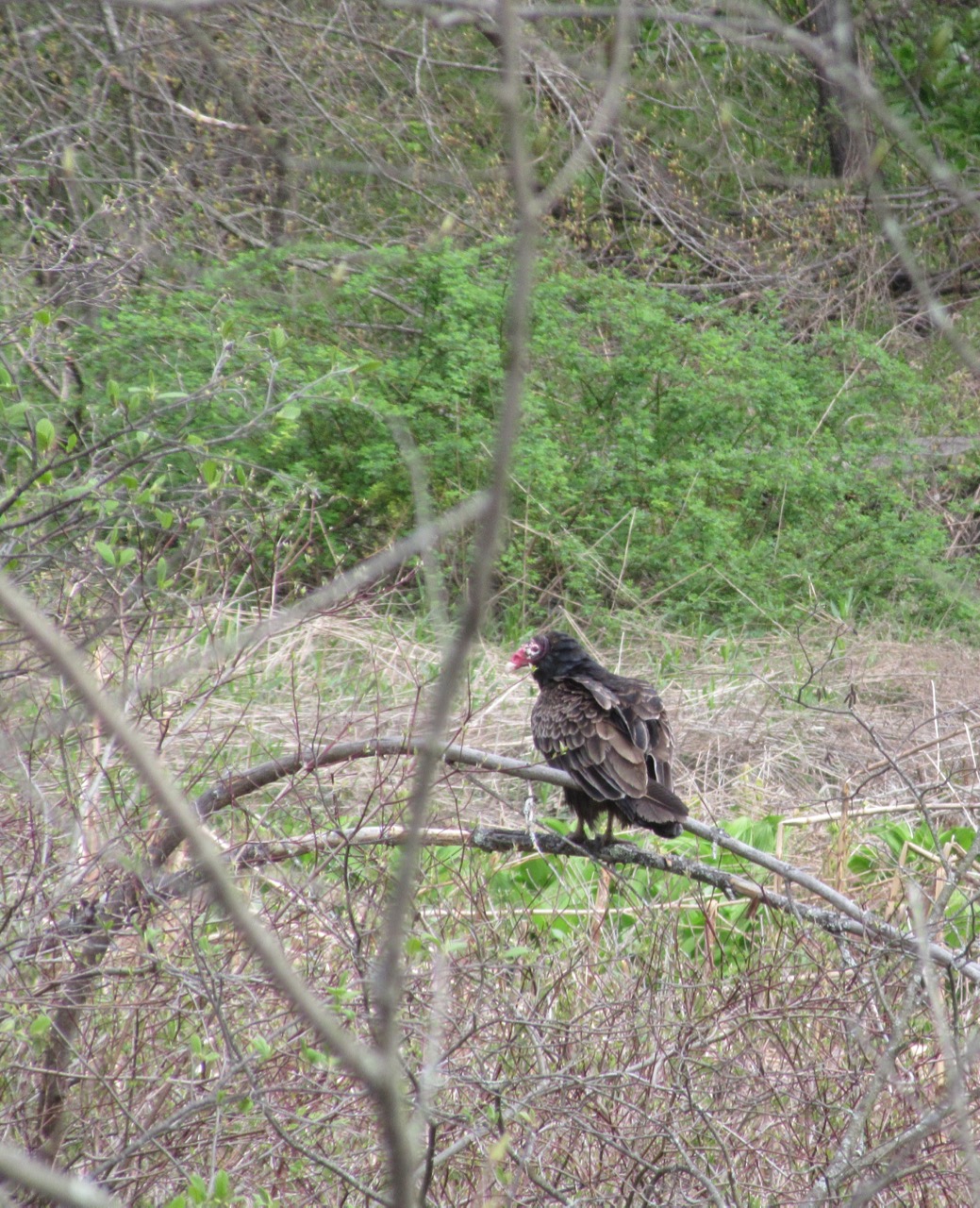 Turkey Vulture Juvenile
