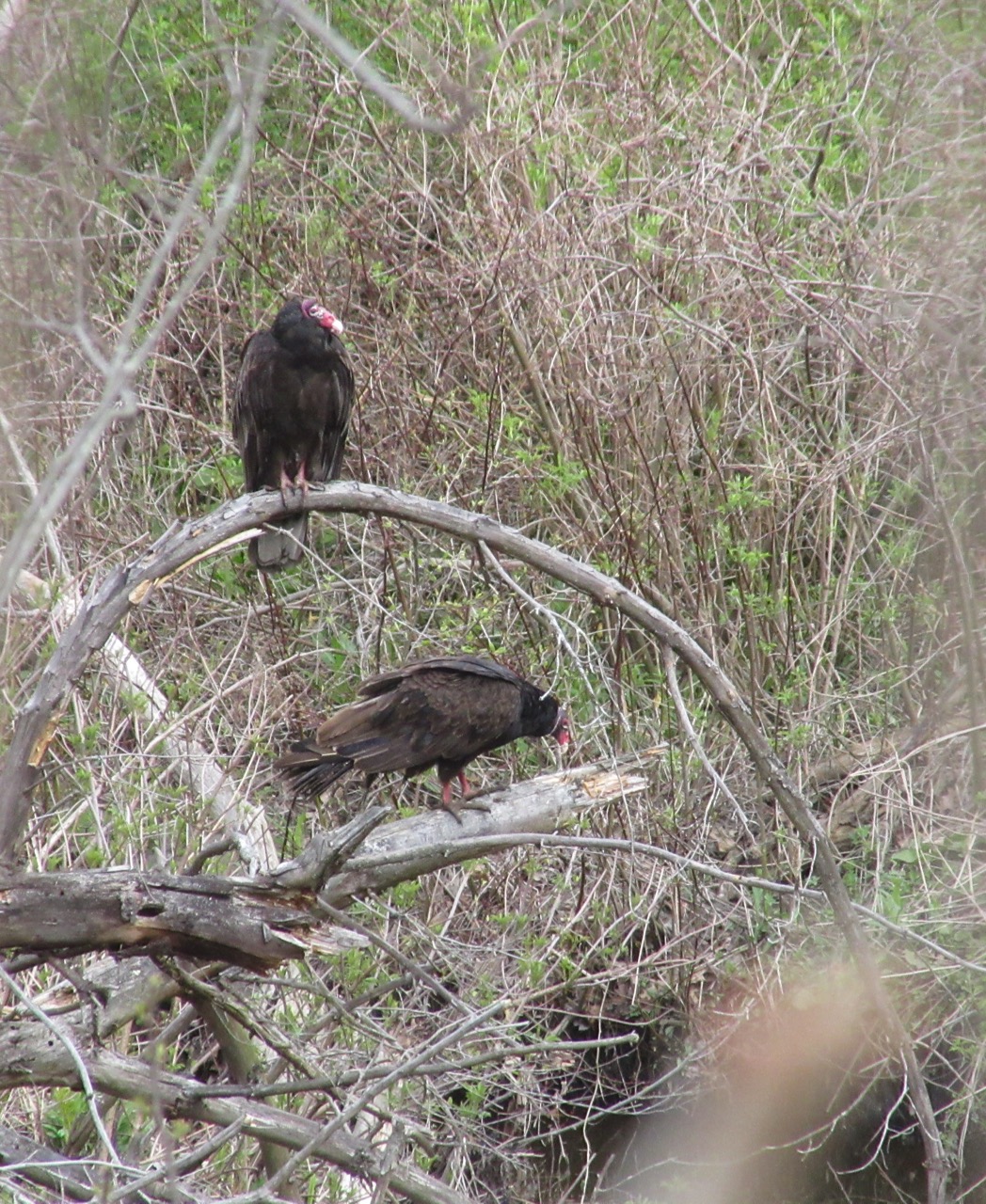 Turkey Vultures