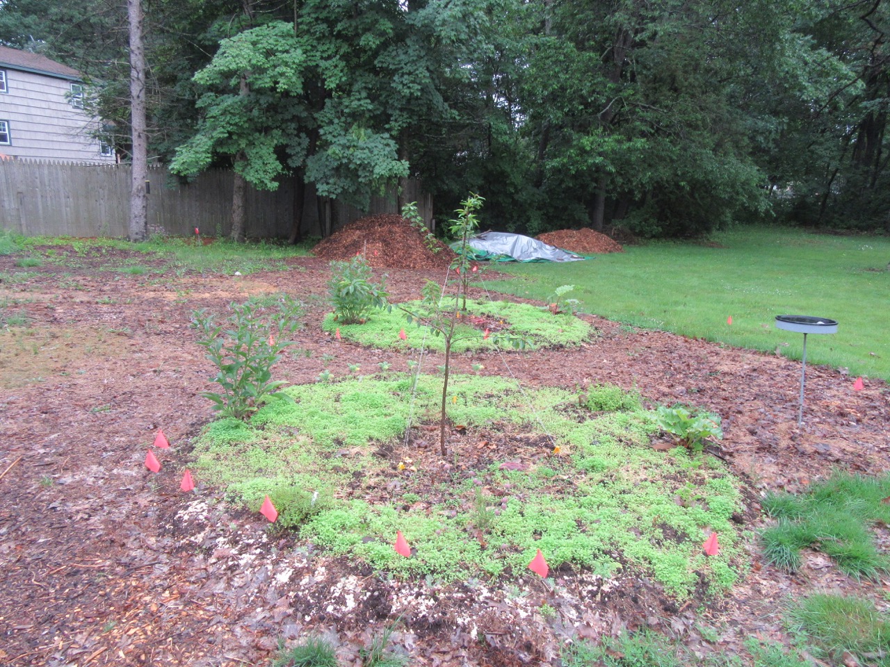 Cherry Tree clover rings