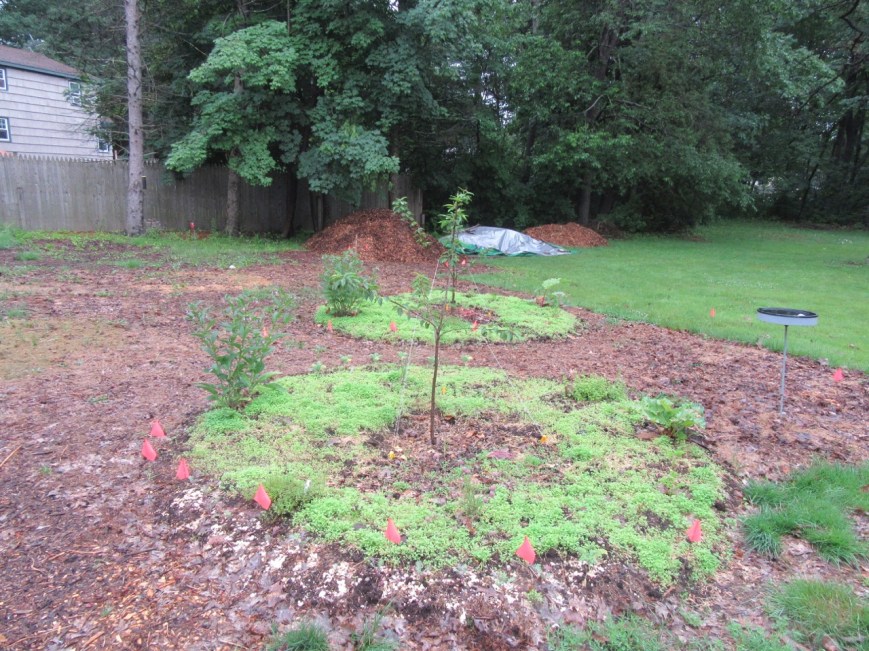 Cherry Tree clover rings