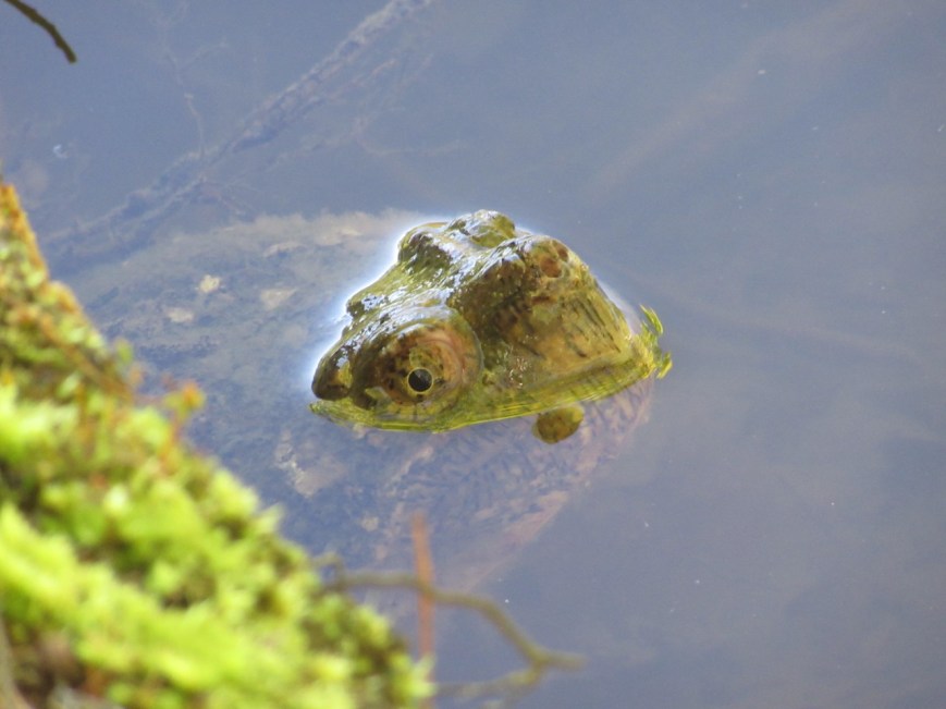 Hidden Mysteries One