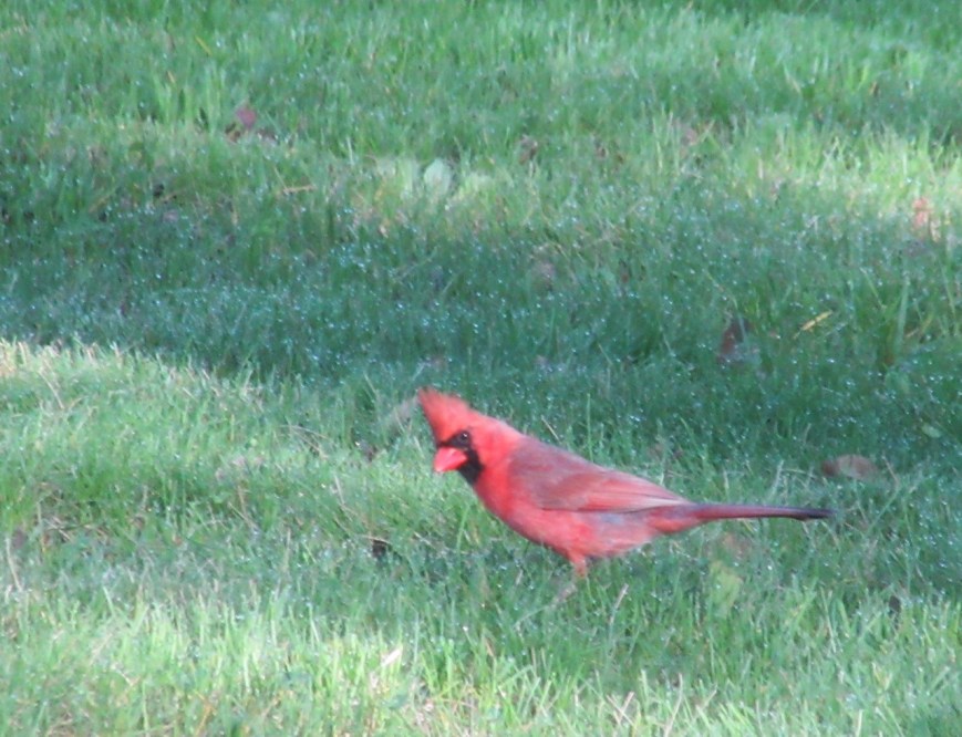 Young Cardinal 1 – Version 2