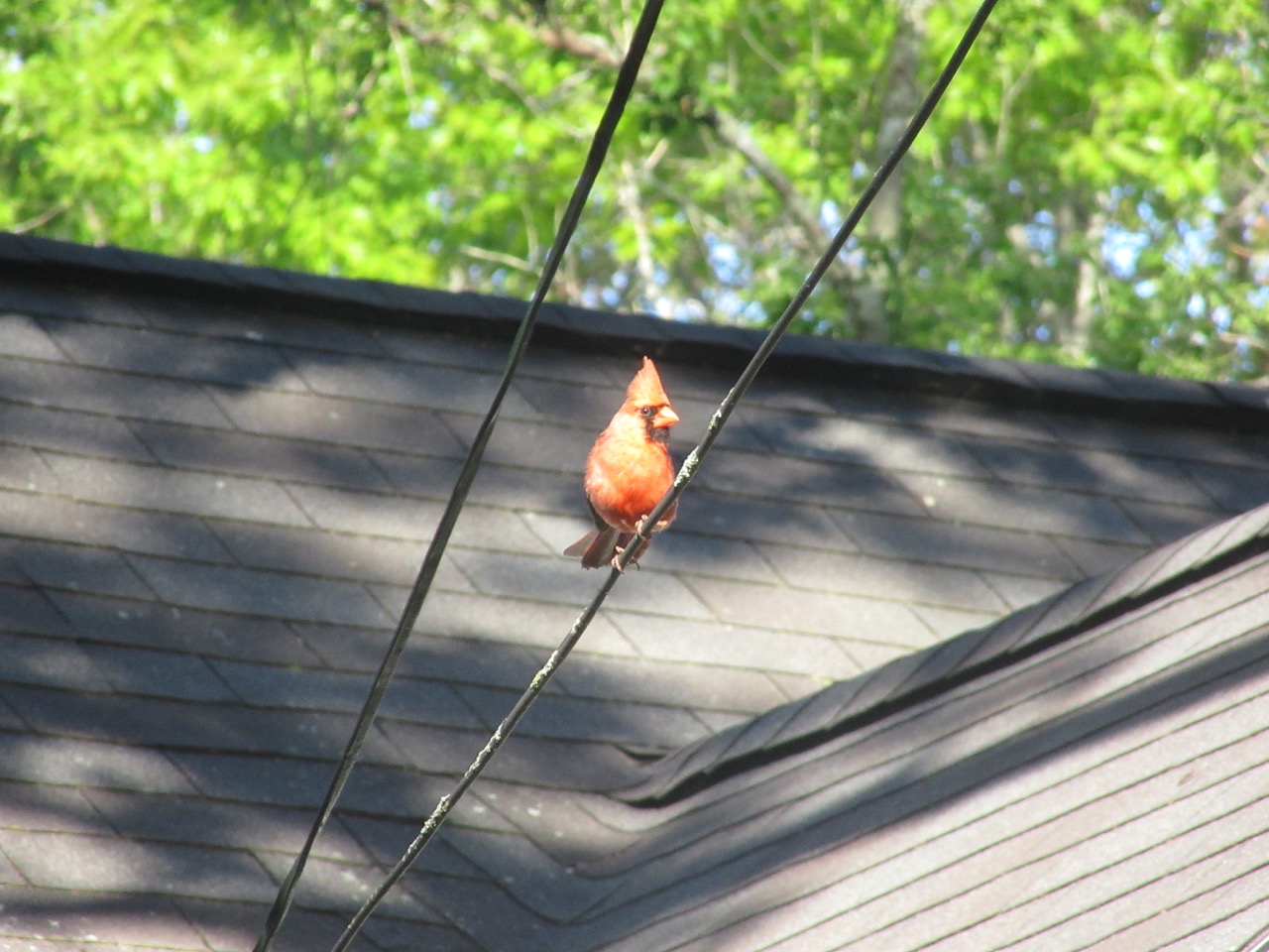 Young Cardinal 2