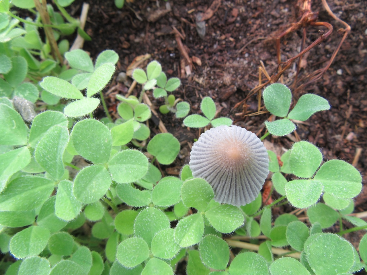 Mushrooms in the cherry bed, day two