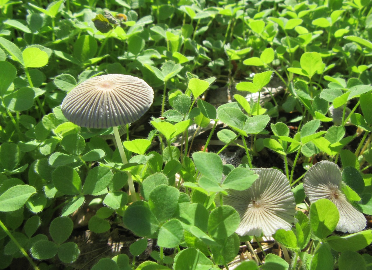 Mushrooms in the cherry bed