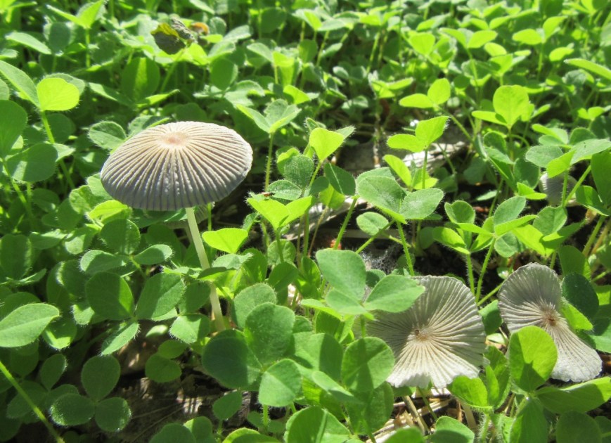Mushrooms in the cherry bed