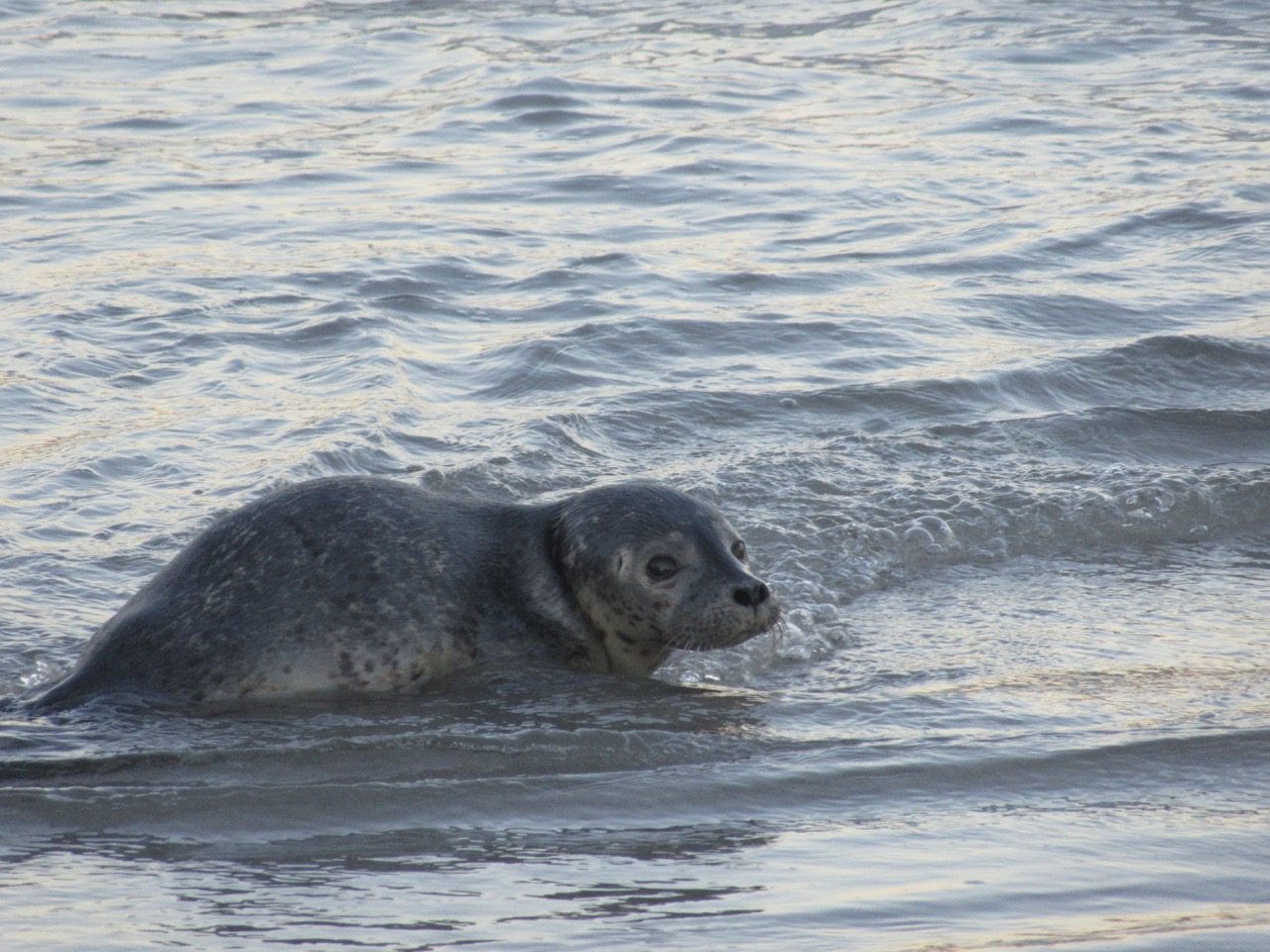 Seal Pup-one last look