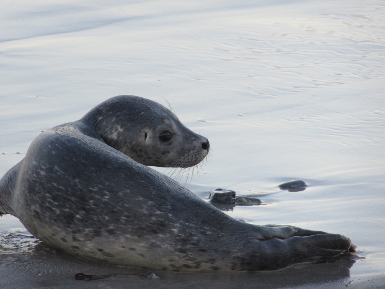 Seal Pup turns to go back in the water