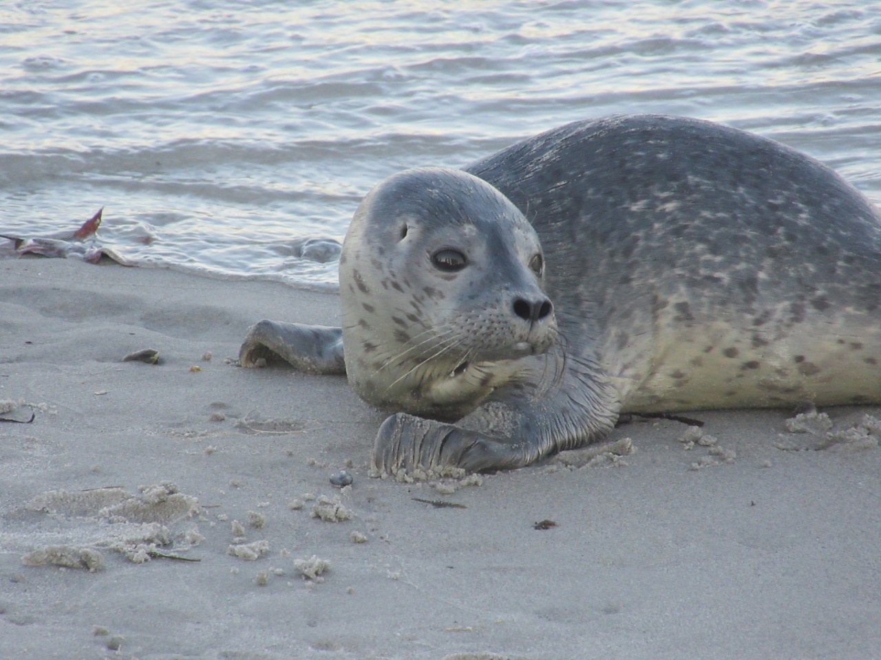 Seal Pup