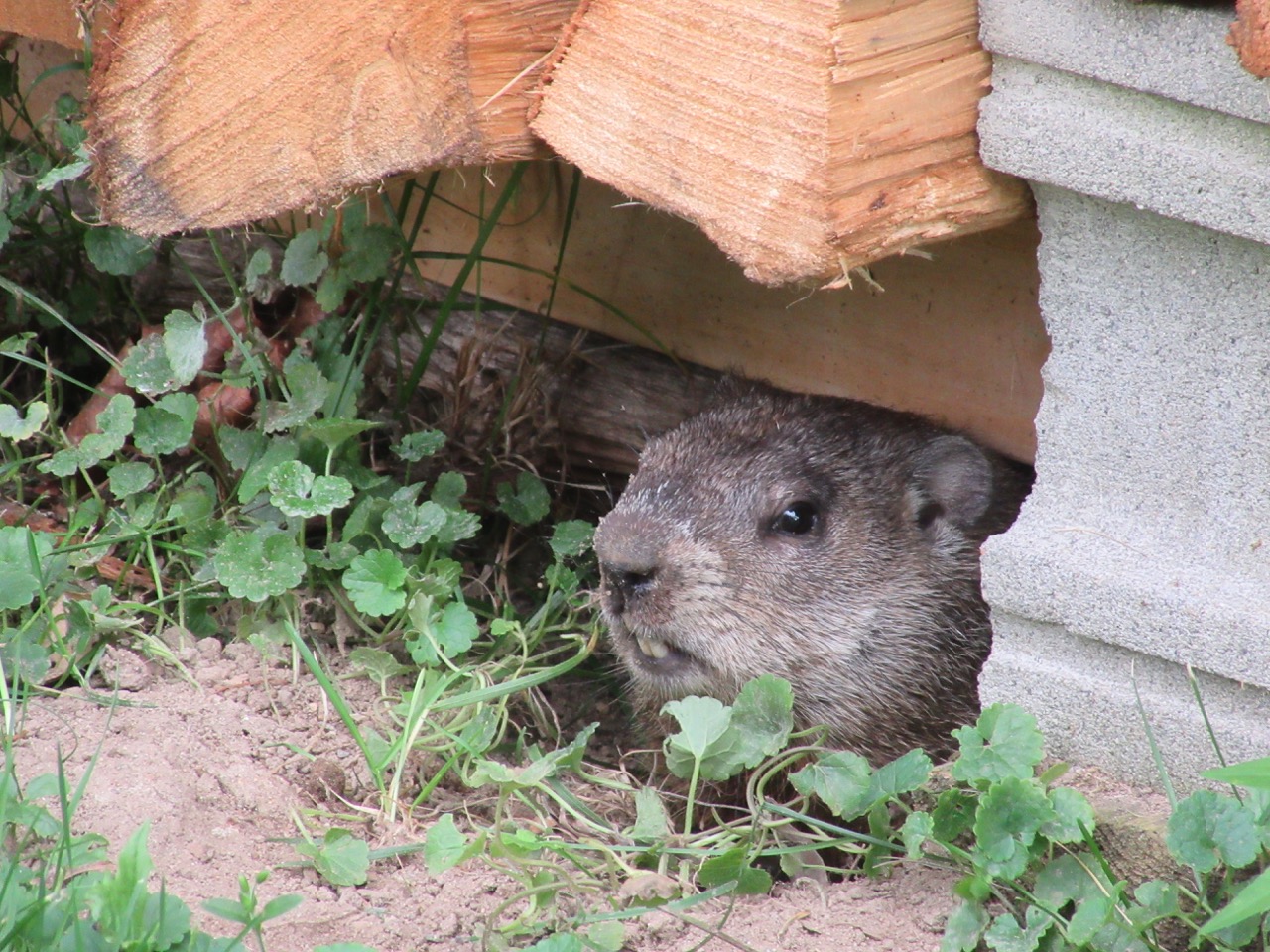 Woodchuck hiding under woodpile