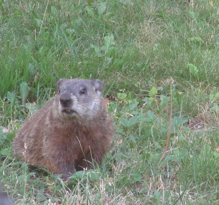 Woodchuck
