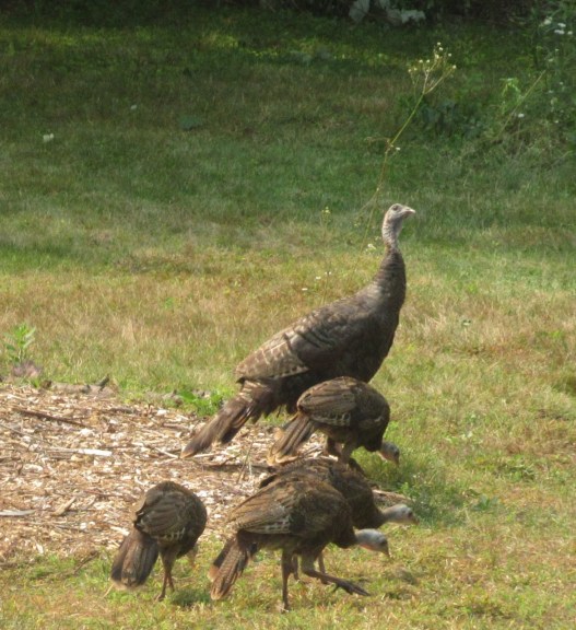 Turkeys