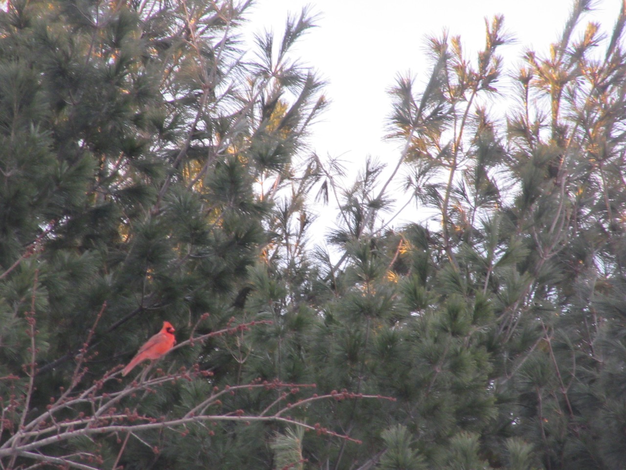 cardinal at dawn