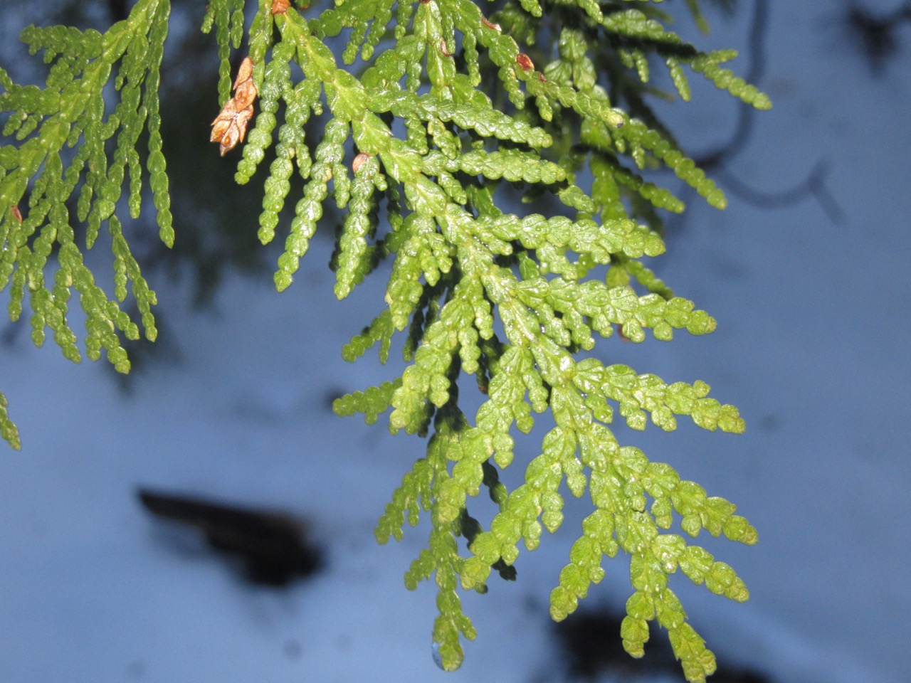 cedar leaves