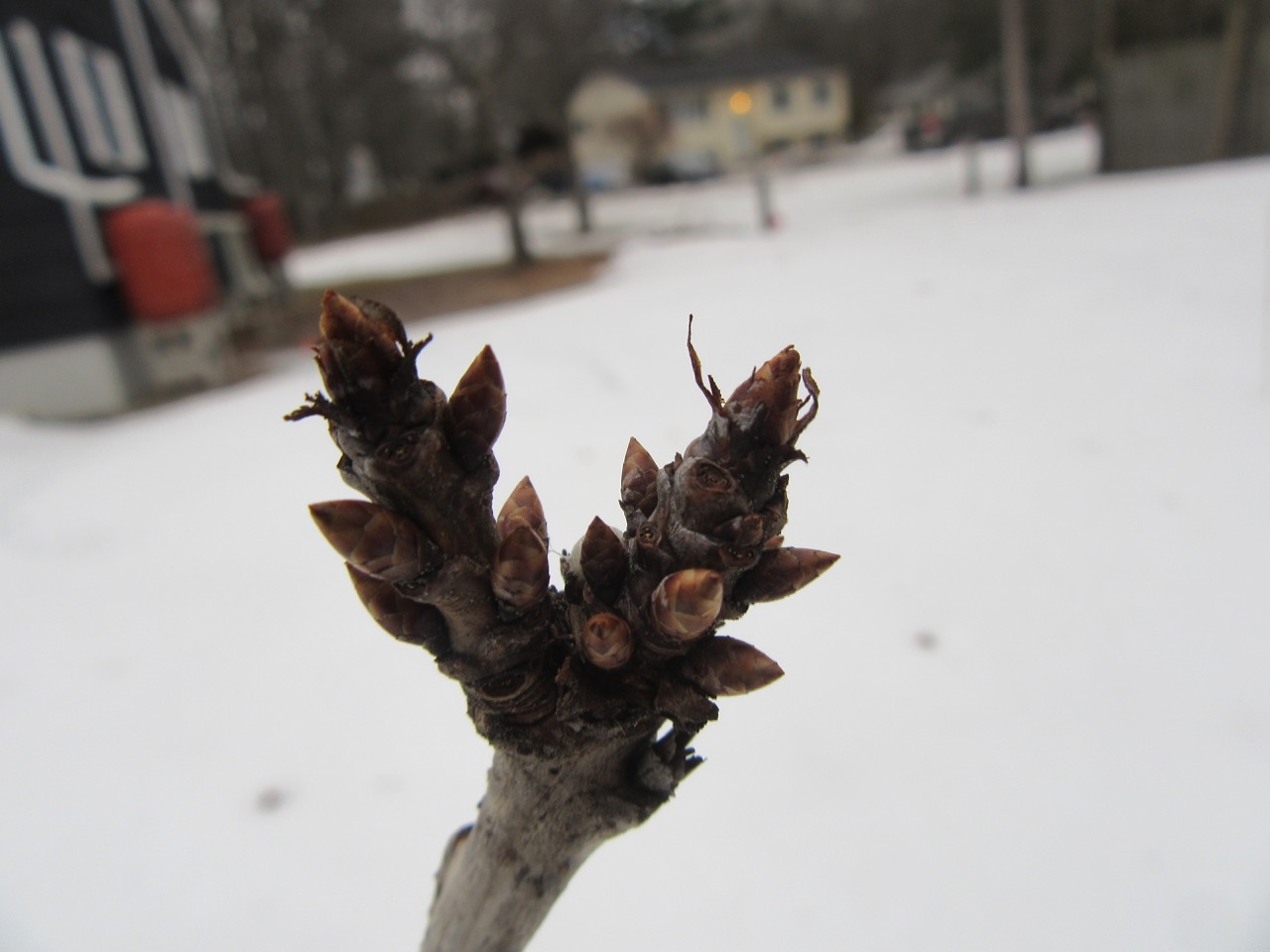Cherry Tree buds