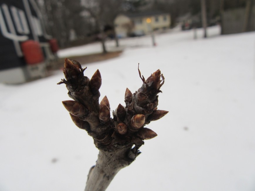 Cherry Tree buds