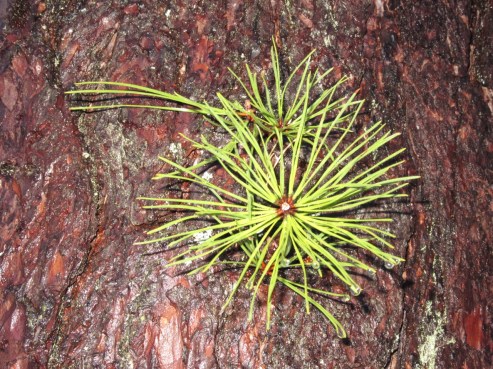 Pitch Pine needles