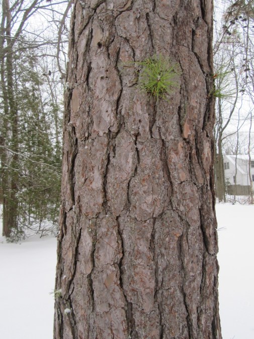 Red Pine Bark