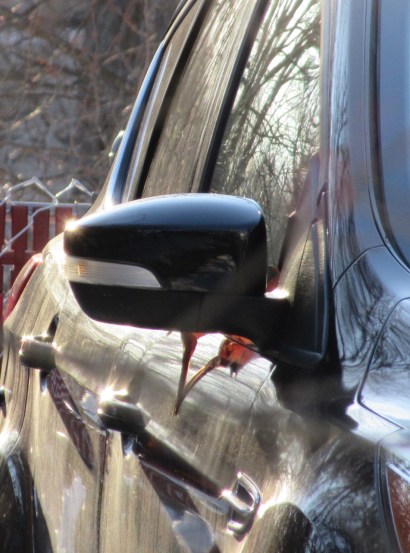 Cardinal looking at side mirror – Version 2