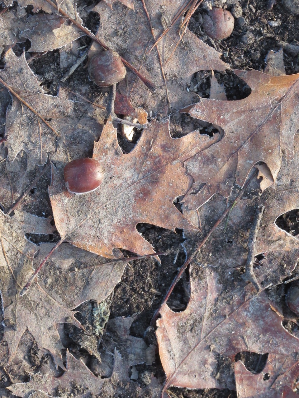 Red Oak Leaves Acorns