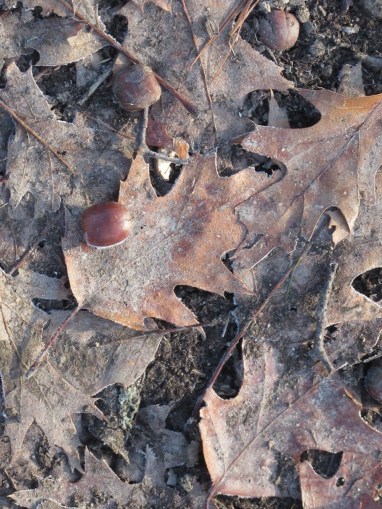 Red Oak Leaves Acorns