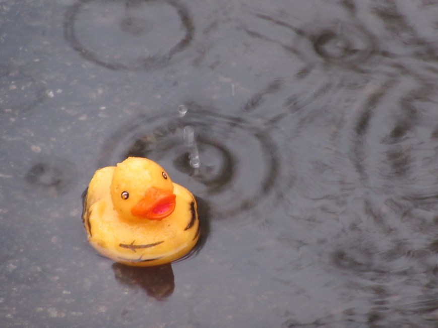 Rubber duck in puddle