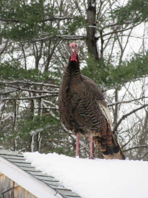 Turkey on Garage Roof