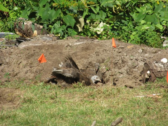 Turkeys in dirt